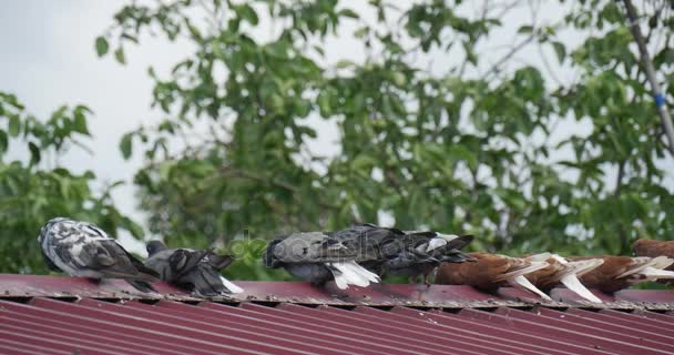 Pettyes galambok ül a tető festett fehér és kék színben Kelet-Európa nyáron napközben galamb-ház — Stock videók