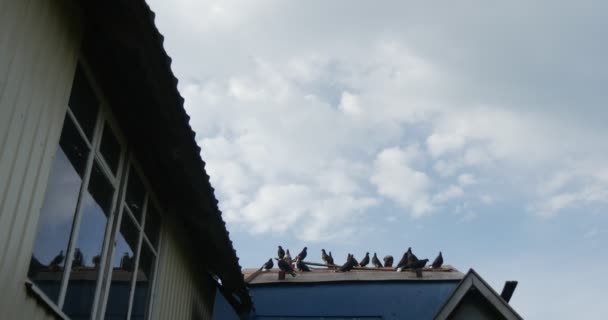 Un montón de palomas manchadas están sentadas en el techo de la casa de palomas pintadas en colores blanco y azul en Europa del Este durante el día en verano — Vídeos de Stock