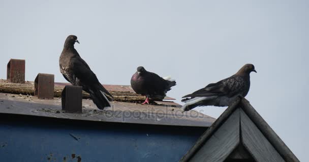 Las palomas grises y manchadas están sentadas en el techo de una paloma y limpian su pluma durante el día en verano — Vídeos de Stock