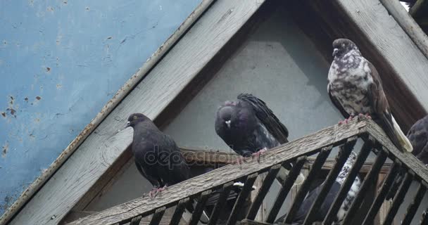 Mehrere Tauben sitzen auf einem alten überhängenden Schuppen eines Taubenhauses und fliegen plötzlich davon, werden im Sommer von unten nach oben geschossen — Stockvideo