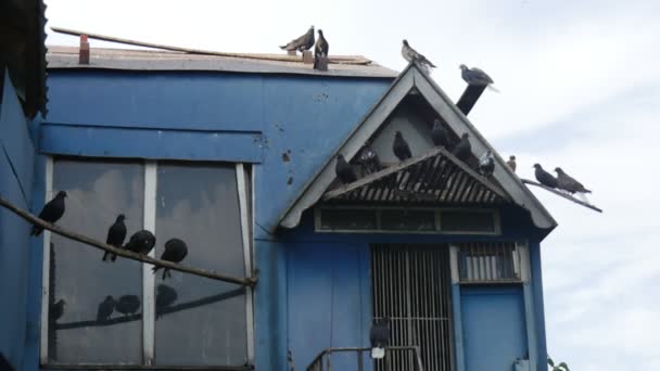 O telhado de uma pequena casa de pombo de cor azul é coberto com várias pombas durante o dia no verão na Europa Oriental — Vídeo de Stock