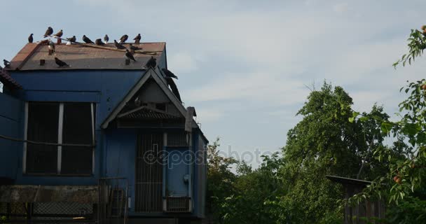 鳩は夏の昼間の東ヨーロッパの白と青の色で塗られて鳩小屋の屋根の上に座っています。 — ストック動画