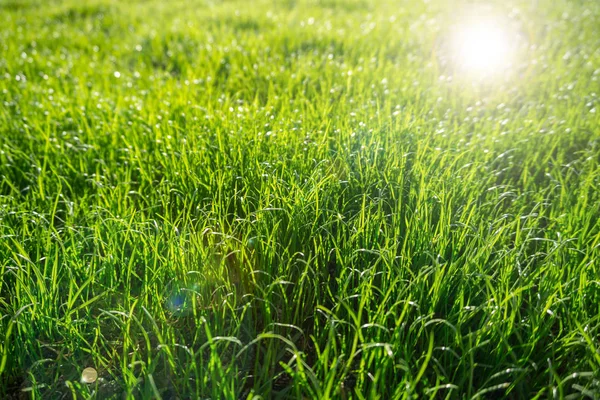 Grönt gräs effekt bakgrundsbelyst oskärpa — Stockfoto