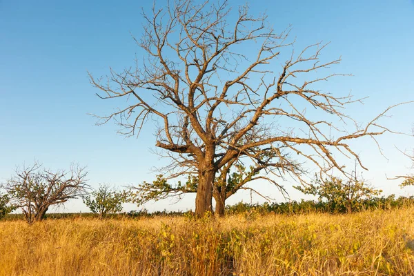 Deciduous tree in dry field of brown grass under blue sky