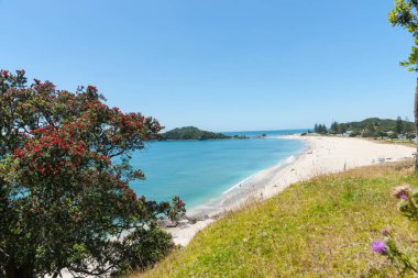 Okyanus plaj üzerinde görüntülemek ve yamaç ağaçlardan pohutukawa tarafından çerçeveli 