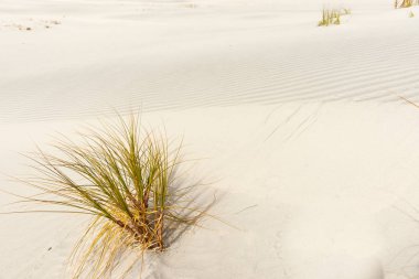 Çarpıcı Mangawhai Heads kum tepeleri