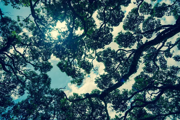Explosões de sol do céu acima através do dossel da árvore pohutukawa — Fotografia de Stock