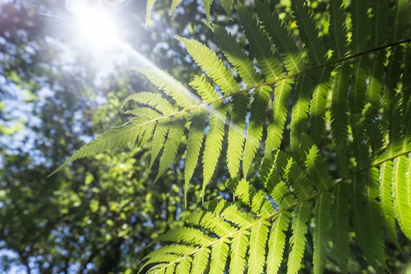 Kerikeri, Nový Zéland. — Stock fotografie