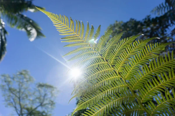 Kerikeri Neuseeland. — Stockfoto