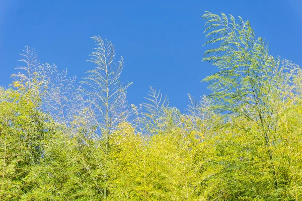 Jasny żółty bambus liści przeciw błękitne niebo — Zdjęcie stockowe