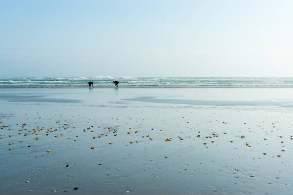 Small distant figures of shellfish collectors on wide flat sand  at Ninety Mile beach, Northland New Zealand