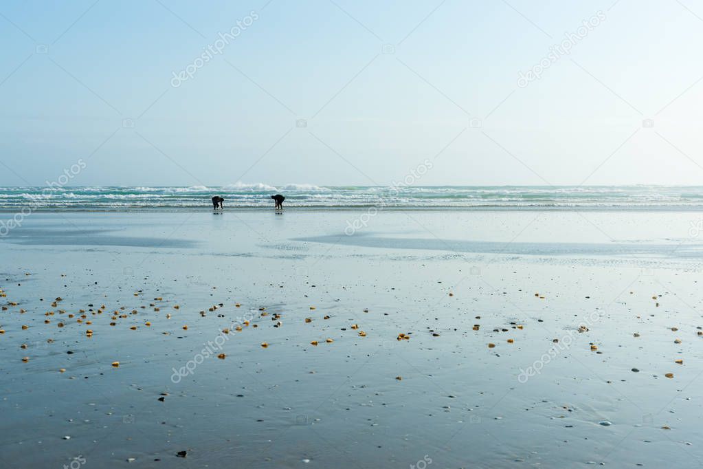 Small distant figures of shellfish collectors on wide flat sand  at Ninety Mile beach, Northland New Zealand