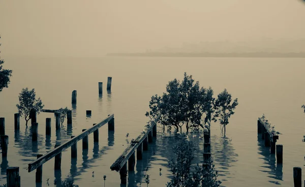 Gamla bryggan förblir, Northland nya Zeeland — Stockfoto