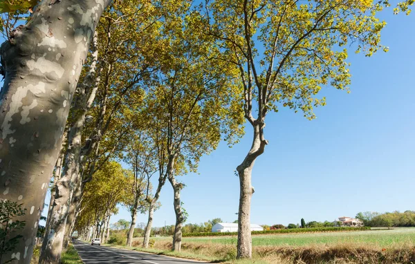 Árvore plana típica alinhada estrada francesa — Fotografia de Stock