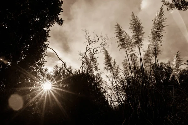 Silhouette sépia ton image lentille fusée à travers les arbres, buisson et p — Photo