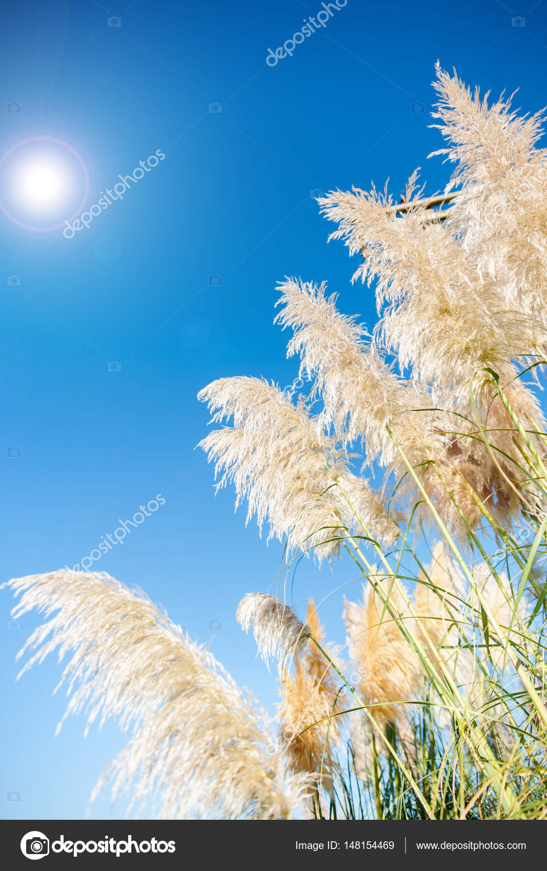 Tête de graine d'herbe de pampa. contre le ciel bleu image libre de droit  par brians101 © #148154469