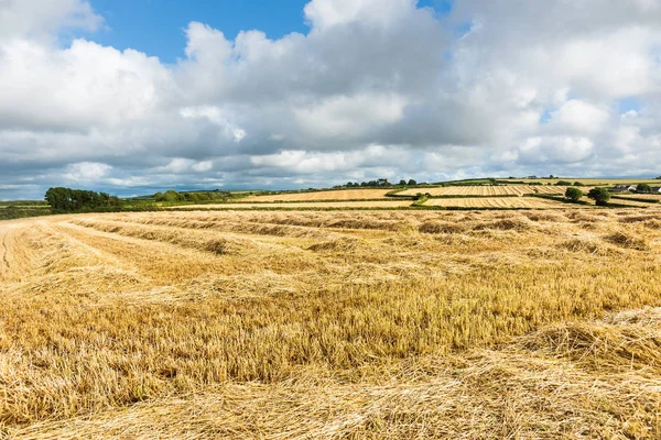 Cornwall campo na época da colheita, campos de feno cortados esticar para — Fotografia de Stock