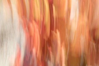 Yoğun sonbahar renkleri soyut görüntüleri üzüm asmaları madenci