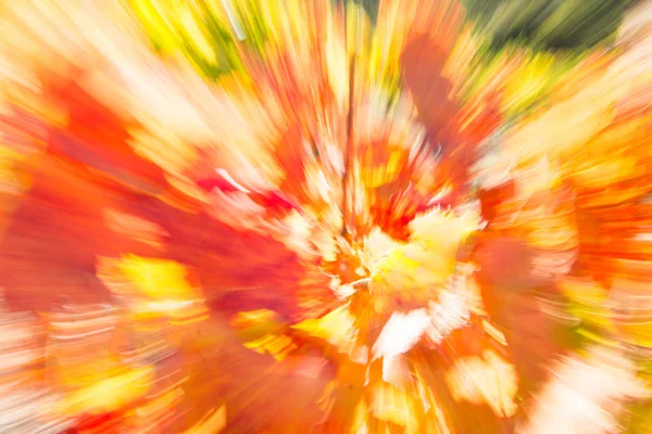 强烈的秋天色彩抽象矿工形象葡萄藤 — 图库照片