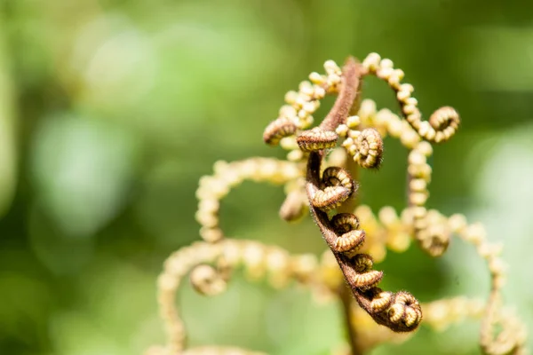 Forma aleatoria nuevo helecho frond — Foto de Stock