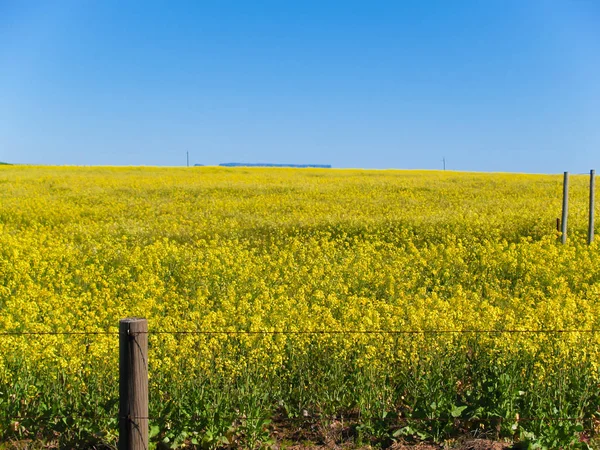 Rapsfeld Südafrika. — Stockfoto