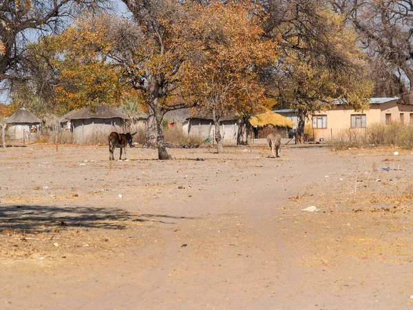 Casas de aldea africana bajo árboles de acacia y cercado para mantener unwa — Foto de Stock