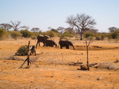 Filler su arayışı içinde Kuru su birikintisinin yaklaşım.