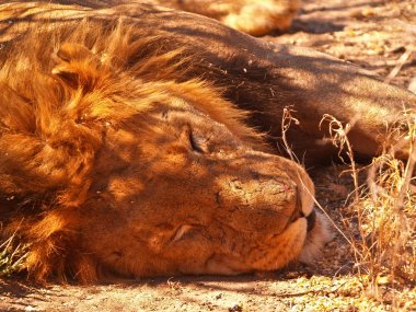 Aslan uyuyor portre