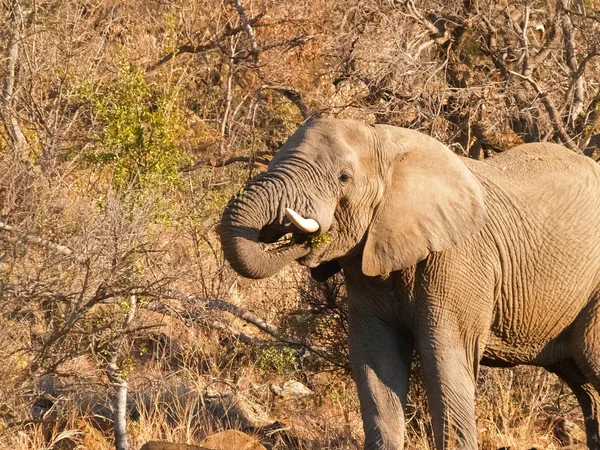 Nourrir les éléphants parmi les acacias — Photo