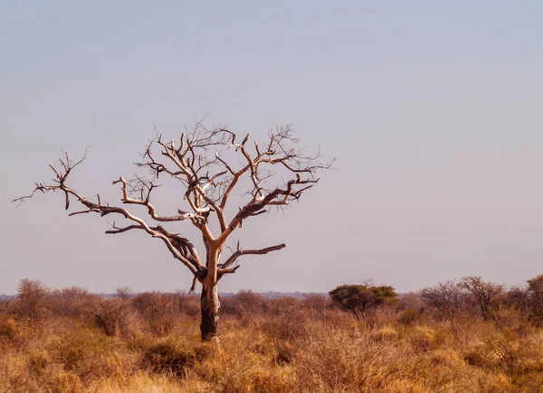 広いアフリカの風景の中の 1 つの死んだ木. — ストック写真