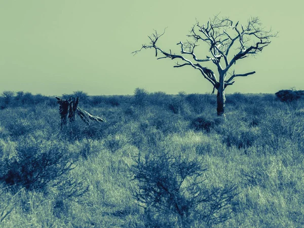 Un árbol muerto en un amplio paisaje africano . —  Fotos de Stock