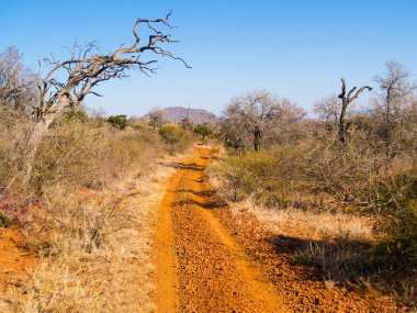 Güney Afrikalı peyzaj