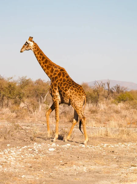 Girafe marche à travers le paysage — Photo