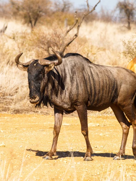 Wildebeest in piedi nel paesaggio sudafricano — Foto Stock