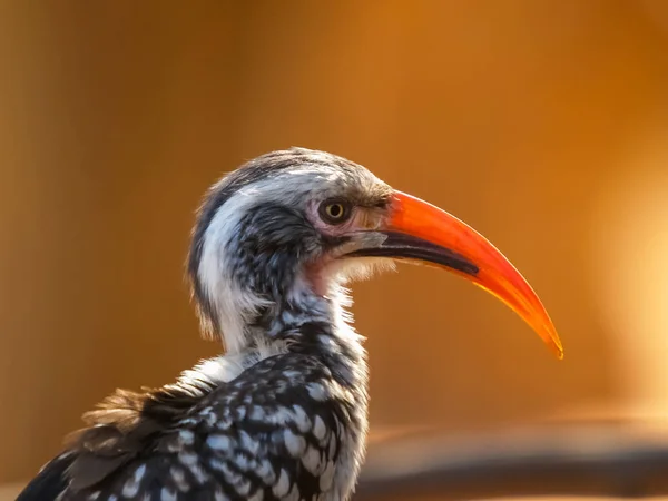 남아 프리 카 공화국에 빨간 청구 hornbill 조류의 초상화. — 스톡 사진