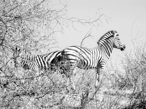 Zwei Zebras, die Rücken an Rücken im spärlichen afrikanischen Busch stehen — Stockfoto
