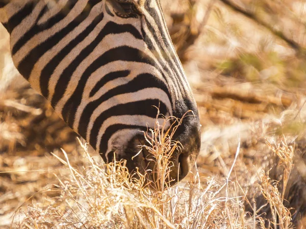 Gros plan de l'opart de la tête de zèbre pendant le pâturage en Afrique sèche — Photo