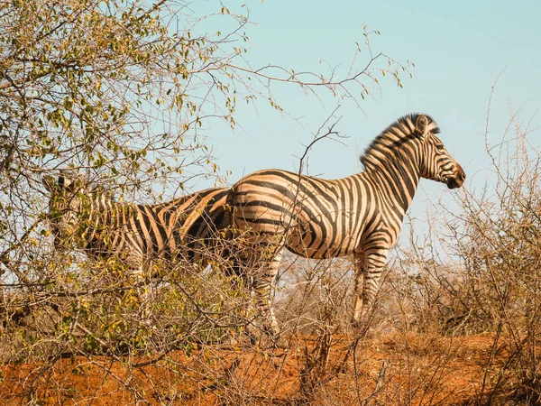Dos cebra de pie espalda con espalda en el arbusto africano escaso su str —  Fotos de Stock