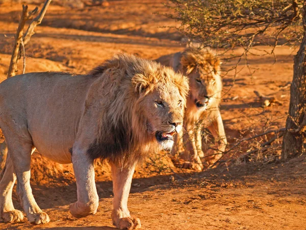 Dois leões machos caminhando juntos no calor do dia africano — Fotografia de Stock