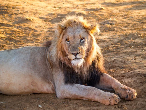 Неторопливый лев-самец в жару африканского дня, пойманный зажигалкой — стоковое фото