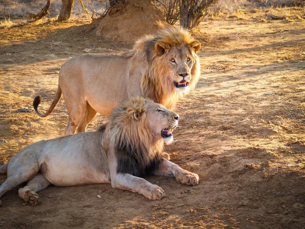 Leões machos juntos, um de pé um deitado à sombra — Fotografia de Stock Grátis