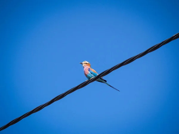 Fågel på en tråd, lilac-breasted roller. — Stockfoto