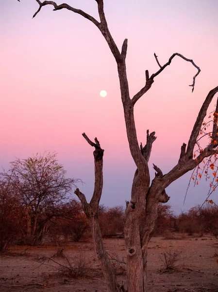 Puesta de sol en el arbusto Botswana . — Foto de Stock