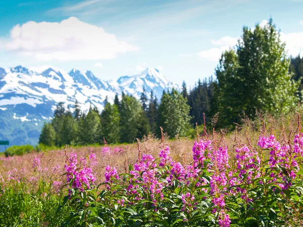 Pembe kır çiçeği fireweed Alaskan manzara ile ön planda