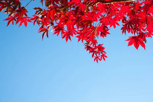 Heldere rode bladeren van de Japanse esdoorn in bovenste frame met clear — Stockfoto