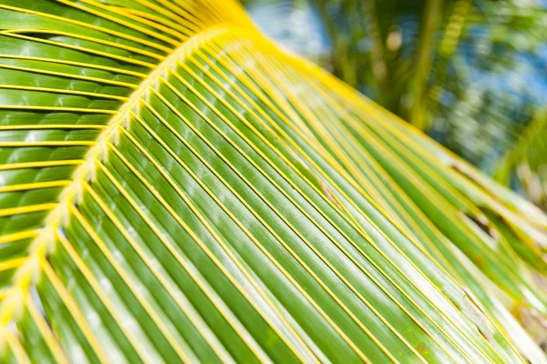 Primer plano de Palm frond . —  Fotos de Stock