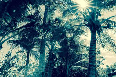 Coconut palm ağaçlar tropikal Niue güneşte yaprakları ile flare