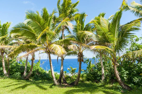 Kókusz pálmafák trópusi Niue — Stock Fotó