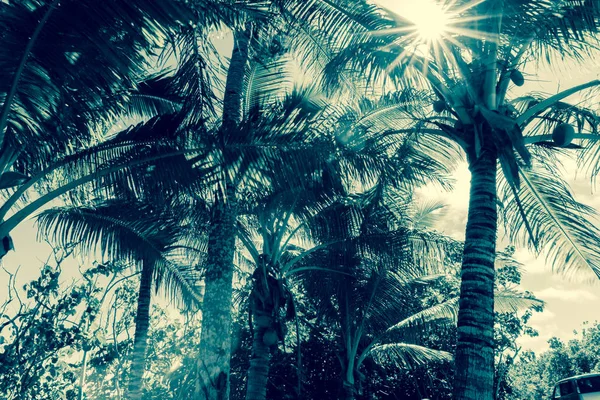 Кокосовые пальмы в тропических Ниуэ солнце вспыхивает через листву — стоковое фото