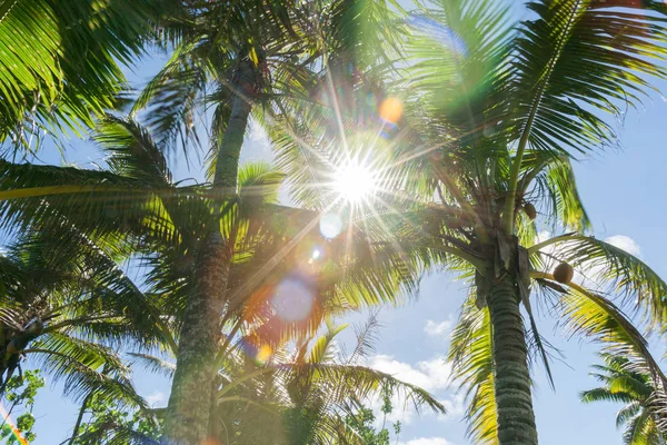Coconut palm trees in tropical Niue sun flare through fronds — Stock Photo, Image